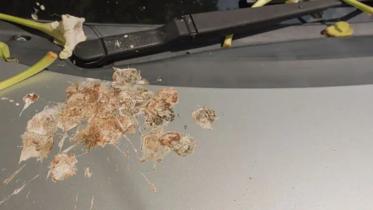 How to remove bird dropping stains from car paint